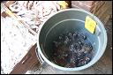 Live frogs in a bucket, Mott Street. Chinatown, NYC.