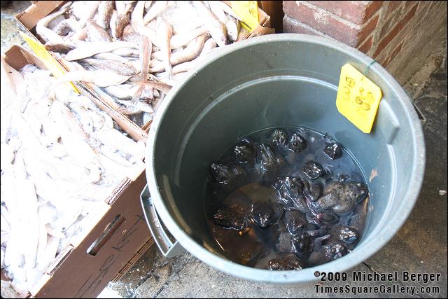 Live frogs in a bucket, Mott Street. Chinatown, NYC.