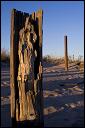 Wood piling sculpted by the Atlantic Ocean.  Fort Tilden, NY.