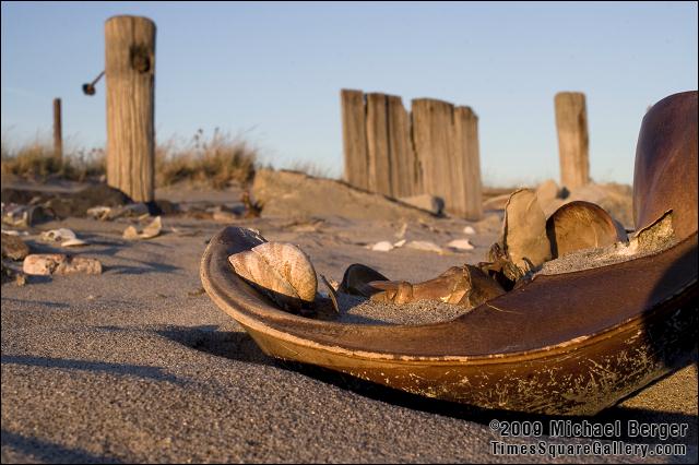 Horseshoe crab shell, wooden pilings on the beach. Fort Tilden, NY.