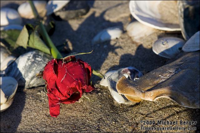 Shells and a red rose left behind on the beach. Fort Tilden, NY.