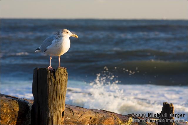 Seagull, first sunset of winter. Fort Tilden, NY.